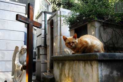 I gatti, guardiani delle tombe del cimitero di Bari: la storia di Nella e del suo custode